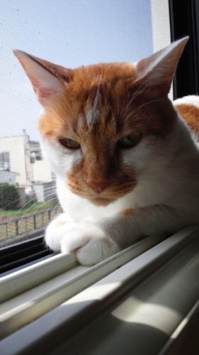 ニャコム