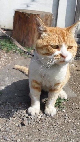 ひもきちさん