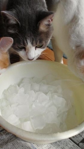 夏の贈り物