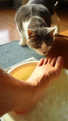 夏の贈り物に