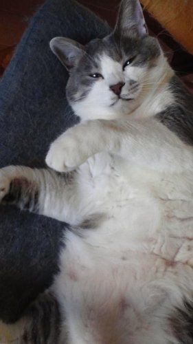 ニャコム