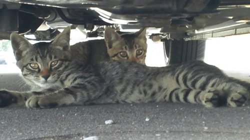 車の下に