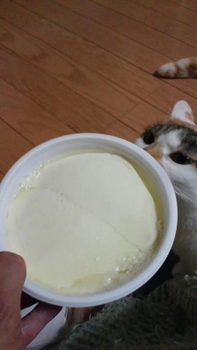 豆腐はやめろ