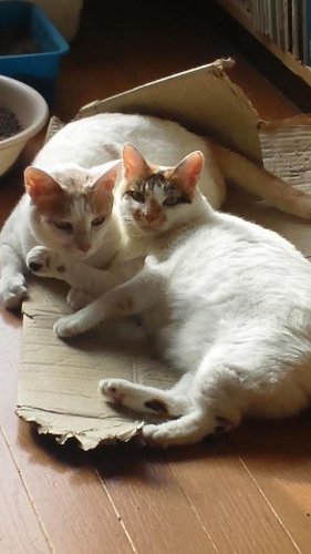 ニャコム