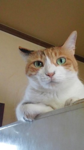 ニャコム