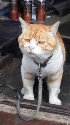 ひもきちさん