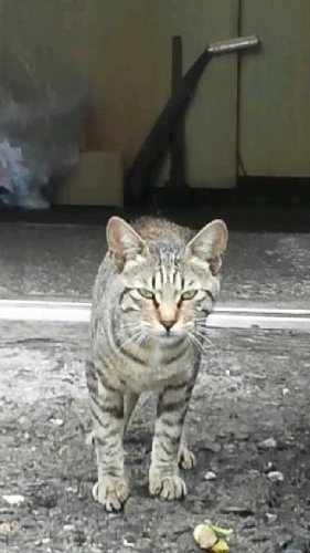 しむら