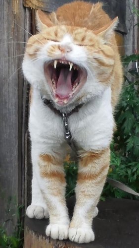 ひもきちさん