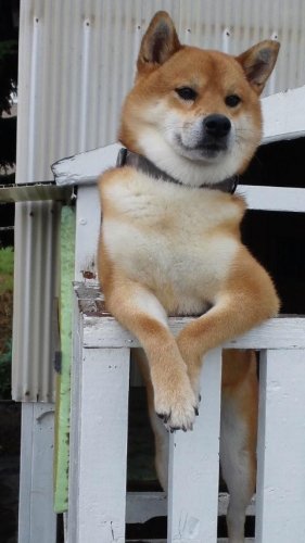 セレブなカズマ君