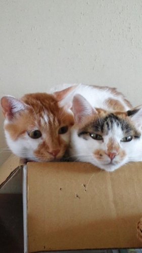 ニャコム