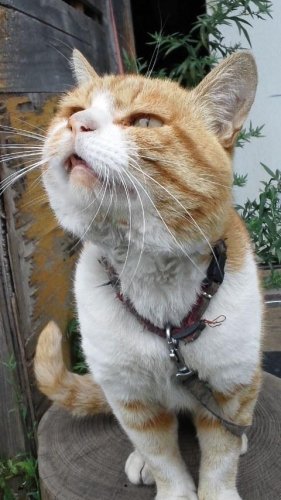 ひもきちさん