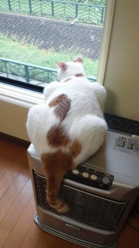 ニャコム