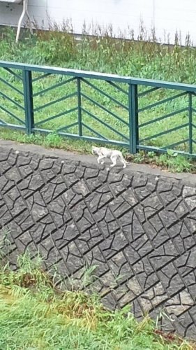 川向かいで