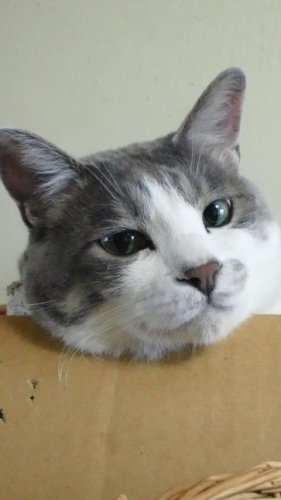 ニャコム