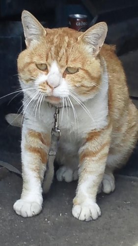 ひもきちさん
