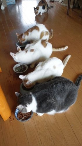 めし～