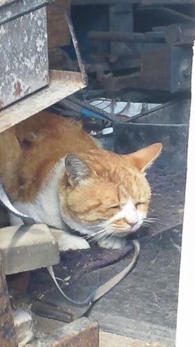 ひもきちさん