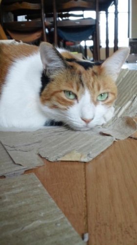 フクちゃん