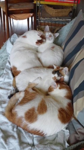 ねこだんご