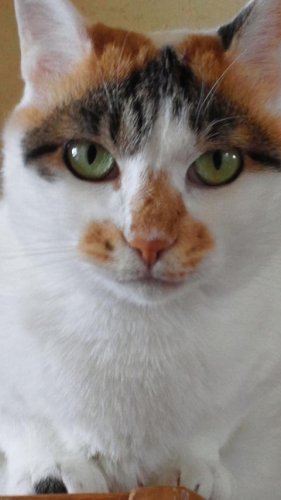 ニャコム