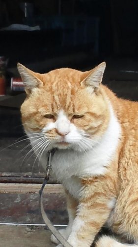 ひもきちさん