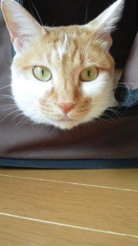 ニャコム