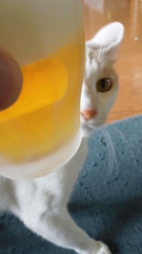 お疲れにゃ～ん♪