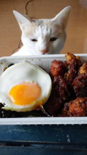 めし