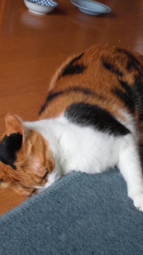 フクちゃん