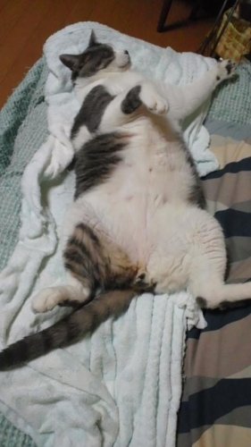 グレ