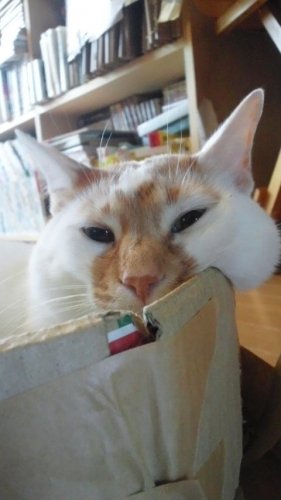 ニャコム