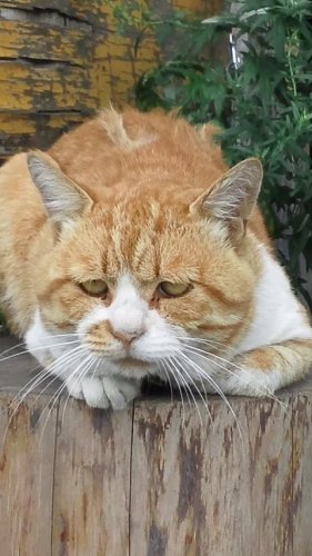 ひもきちさん