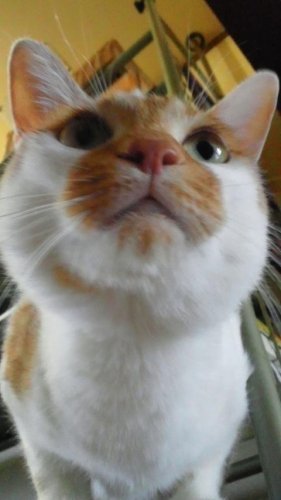 ニャコム