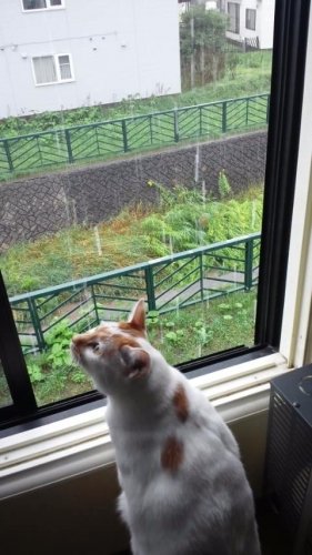 雨