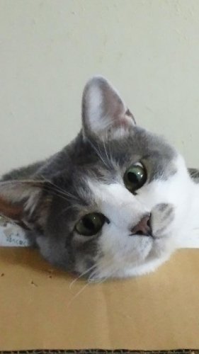 ニャコム
