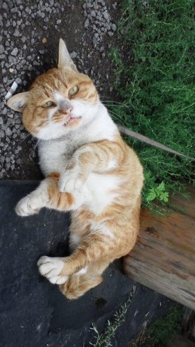 ひもきちさん