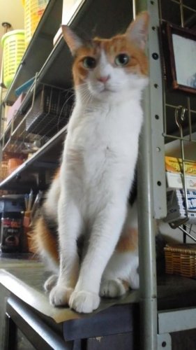 ニャコム