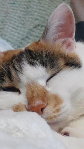 さっちゃん