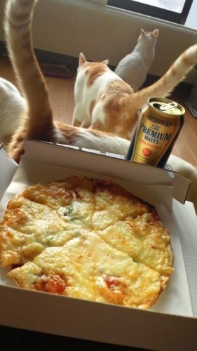ピザ