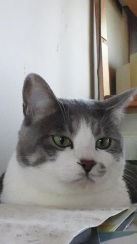 ニャコム