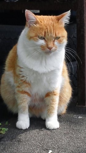 敵か味方か？