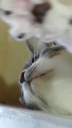 ニャコム