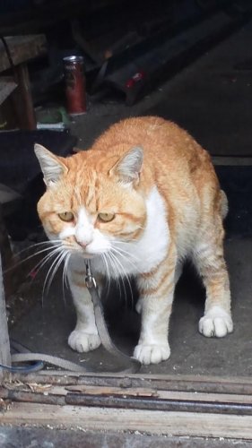 ひもきち