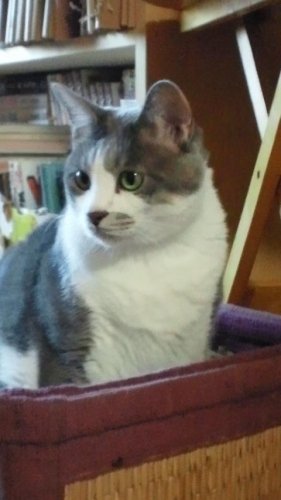 昭和レトロ