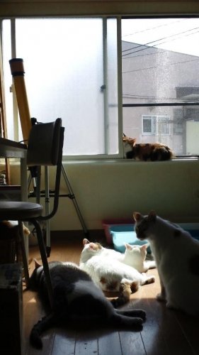 ニャコム