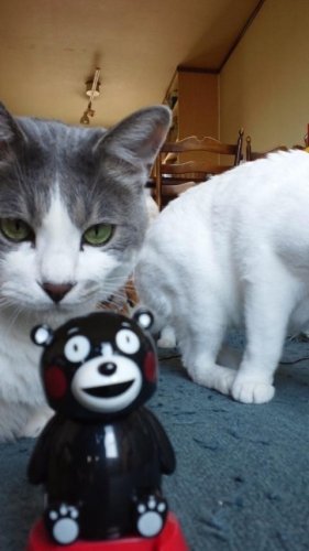 くまもん
