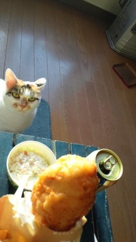お疲れにゃ～ん(≧∇≦)