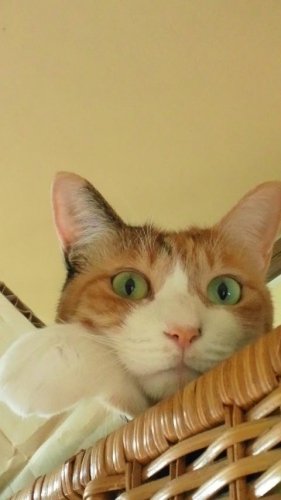 ニャコム
