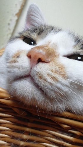 ニャコム