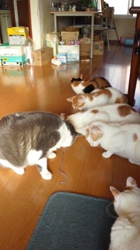 綱引き大会
